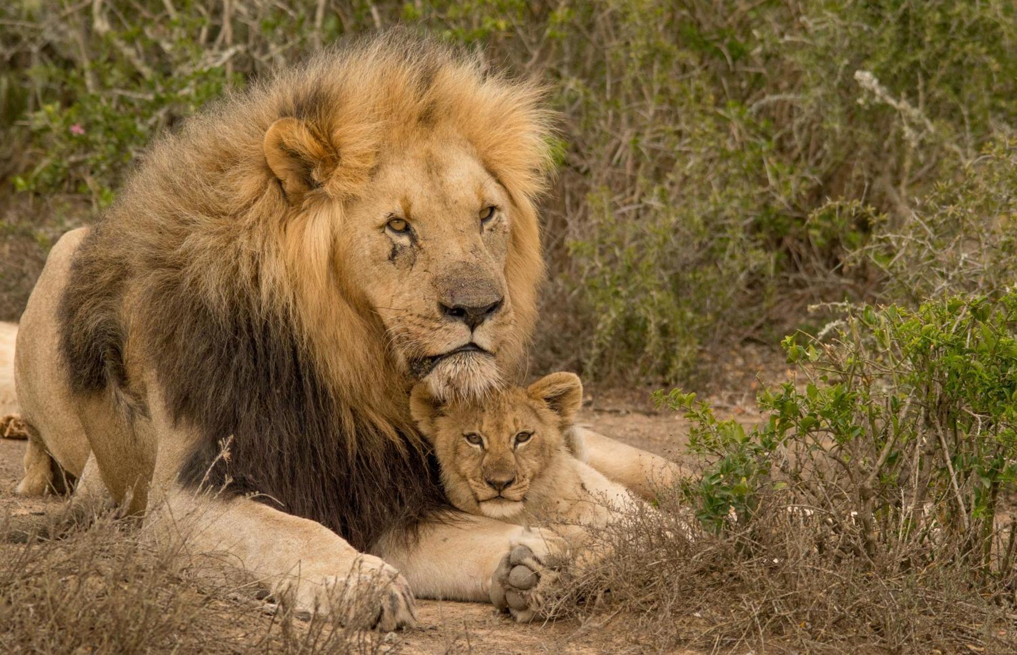 Kwandwe Private Game Reserve - Great Fish River Lodge Grahamstown Esterno foto