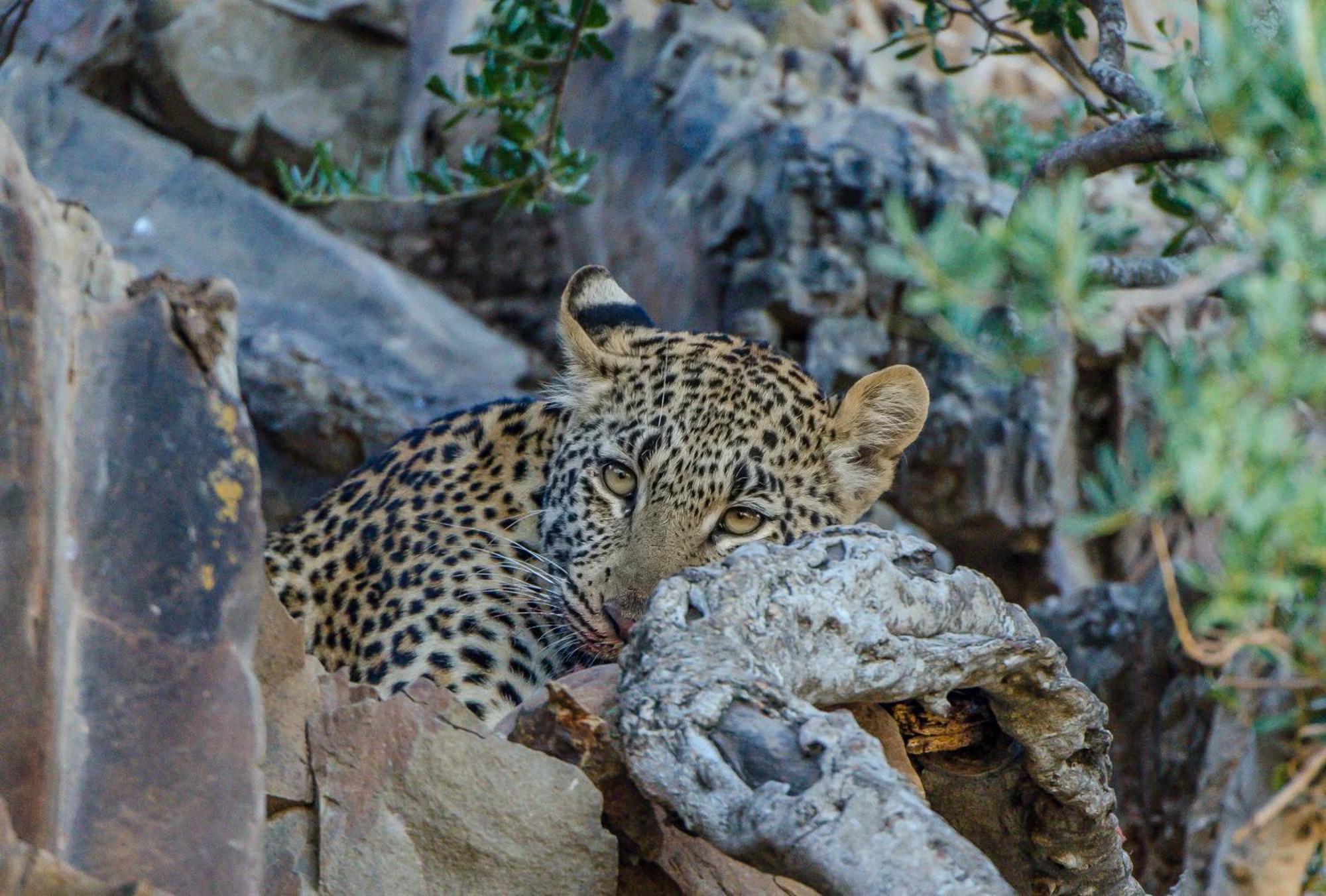 Kwandwe Private Game Reserve - Great Fish River Lodge Grahamstown Esterno foto