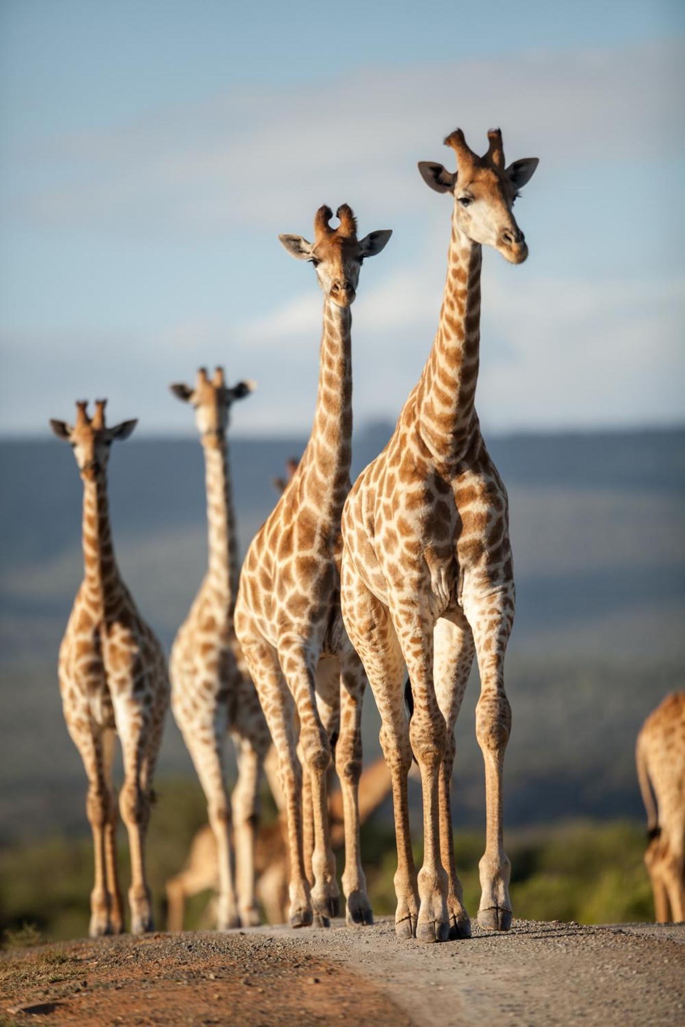 Kwandwe Private Game Reserve - Great Fish River Lodge Grahamstown Esterno foto