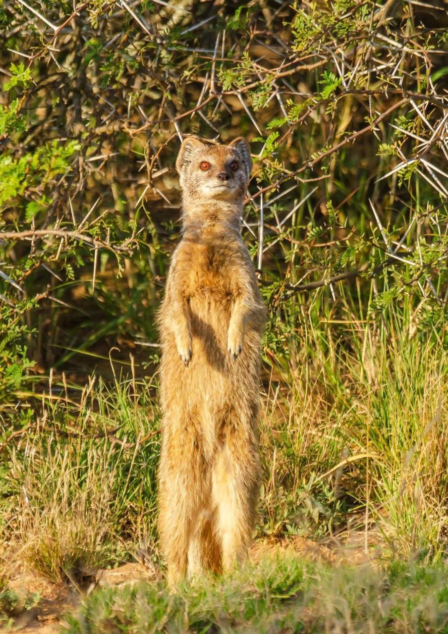 Kwandwe Private Game Reserve - Great Fish River Lodge Grahamstown Esterno foto