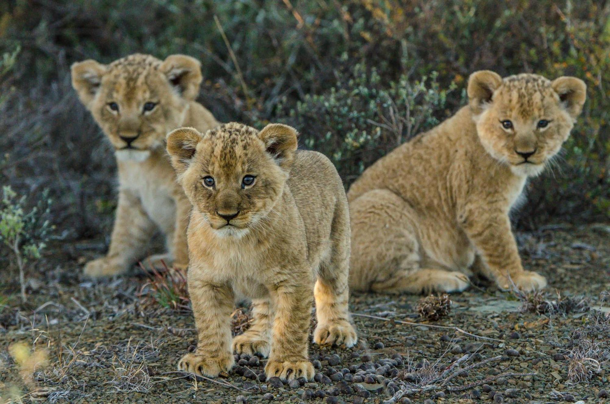 Kwandwe Private Game Reserve - Great Fish River Lodge Grahamstown Esterno foto