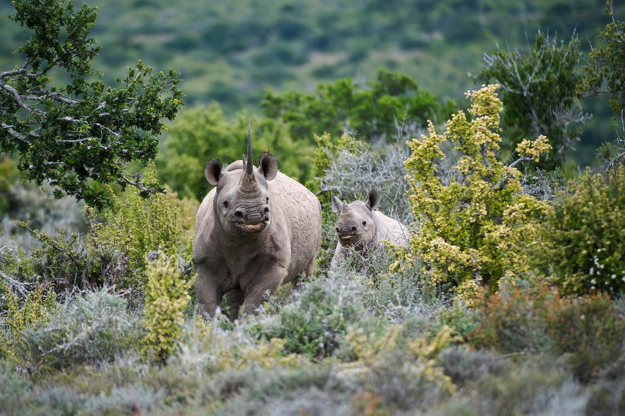 Kwandwe Private Game Reserve - Great Fish River Lodge Grahamstown Esterno foto