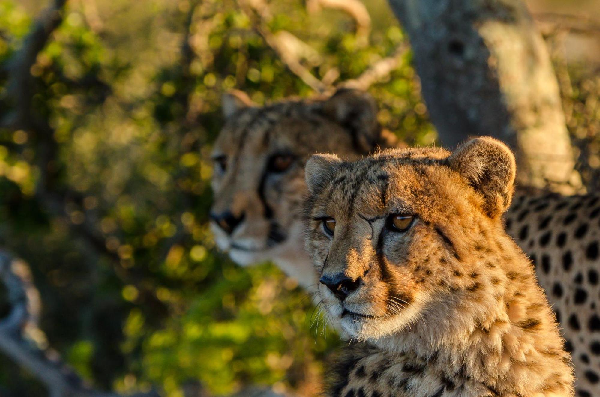 Kwandwe Private Game Reserve - Great Fish River Lodge Grahamstown Esterno foto