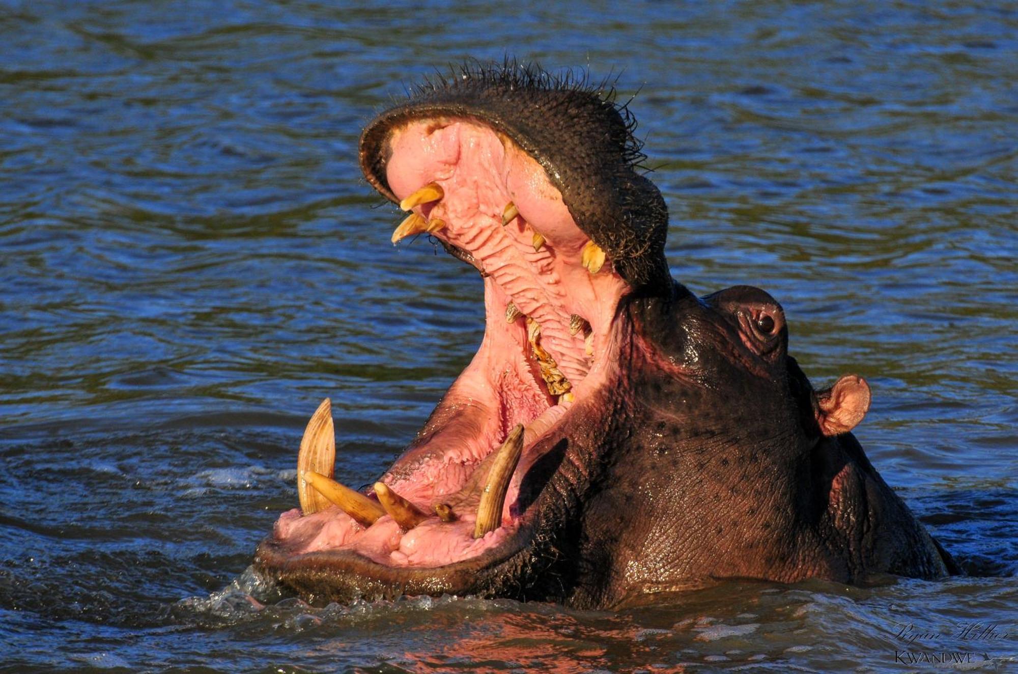 Kwandwe Private Game Reserve - Great Fish River Lodge Grahamstown Esterno foto