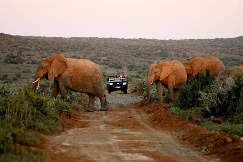 Kwandwe Private Game Reserve - Great Fish River Lodge Grahamstown Esterno foto