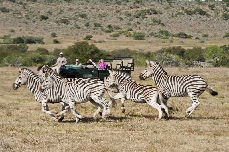Kwandwe Private Game Reserve - Great Fish River Lodge Grahamstown Esterno foto